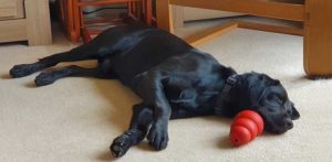 Dog with a stuffed Kong