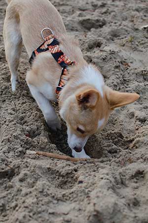 Dog digging in the dirt to hide something