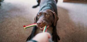 Dog Wont share toy