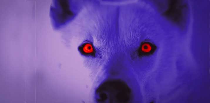 Dog eyes glowing in the dark picture
