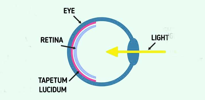 tapetum sits in the rear of the eye
