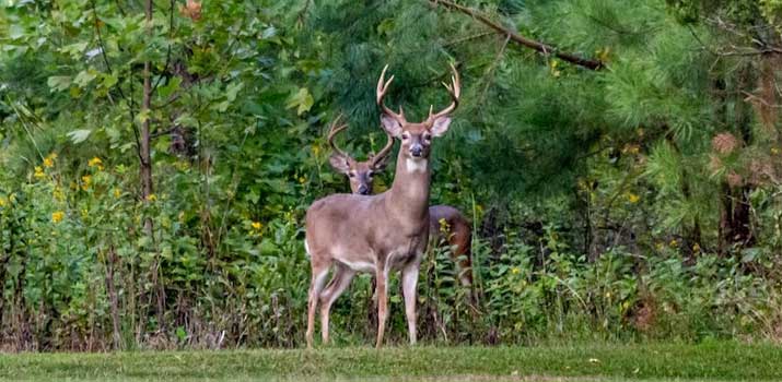 Deer in the yard can potentially attack your dog