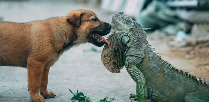 Dog being friendly with reptile