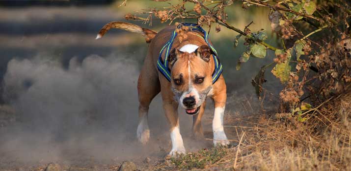 Pitbull running fast