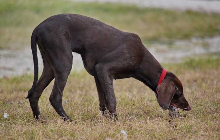 Dog eating grass out of instinctive behavior