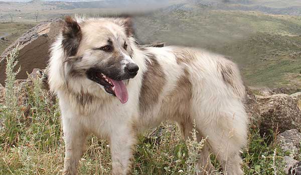 Armenian Gampr Dog can kill wolves