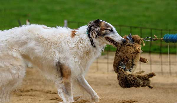 Borzoi hunts on wolves and other animals
