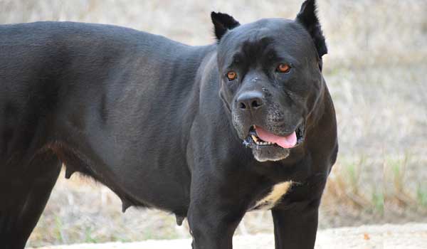 Cane Corso will defend against wolves