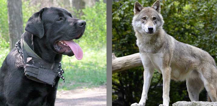 Dog Breeds That Can Kill Wolves