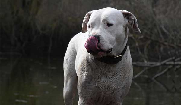 Dogo Argentino is able to kill wolves