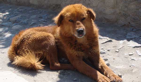 Tibetan Mastiff can kill a wolf when needed