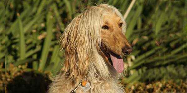 Afghan Hound with fur that resembles a mob