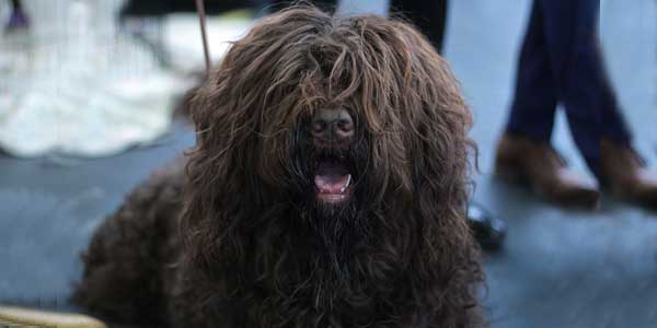 Barbet dog with hair like a mop