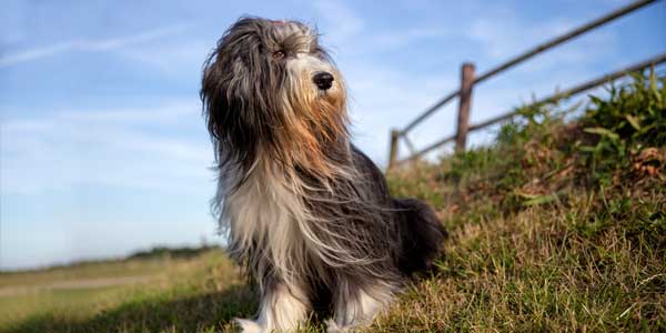 Bearded Collie with fur simular to a cleaning mop