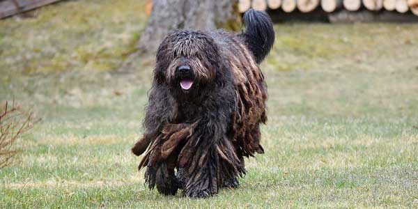 Bergamasco dog looks like a mop