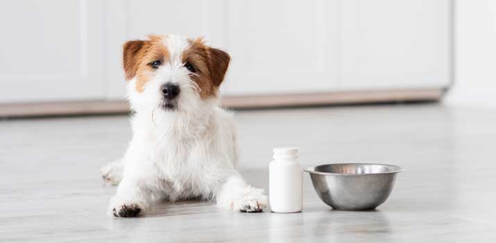 Dog Supplements for Homemade Dog Food