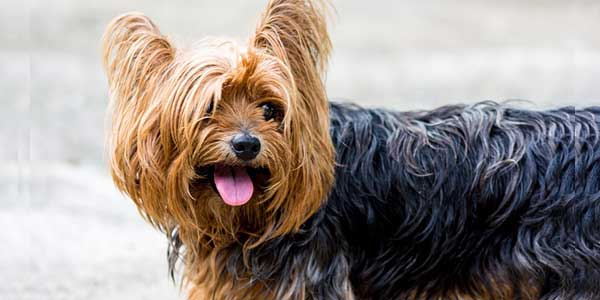 Yorkshire Terrier with fur that looks like a mop