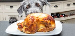 Dog Allergic to Chicken