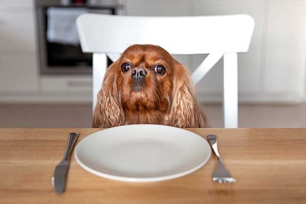 Dog waiting to be served a homemade vegan recipe meal