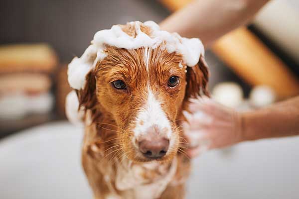 Dog Washed with a homemade dog shampoo recipe