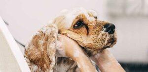 Dog washed with an alternative to regular shampoo