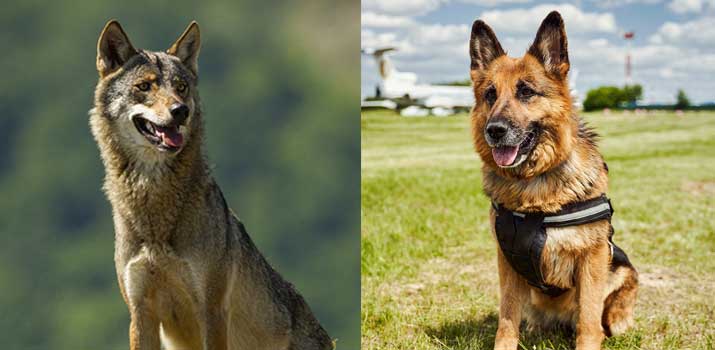 Physical Size and Weight wolf vs german shepherd