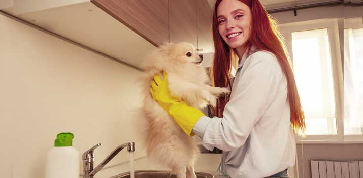 Using calamine lotion on a dog