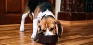 dog eating chicken meal in dog food