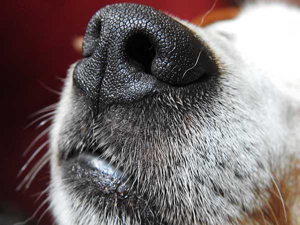 Dog sniffing with its nose to detect disease