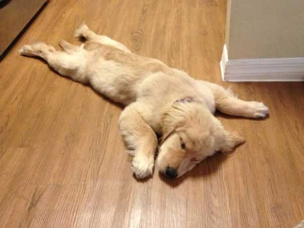 golden retriever flat on the floor