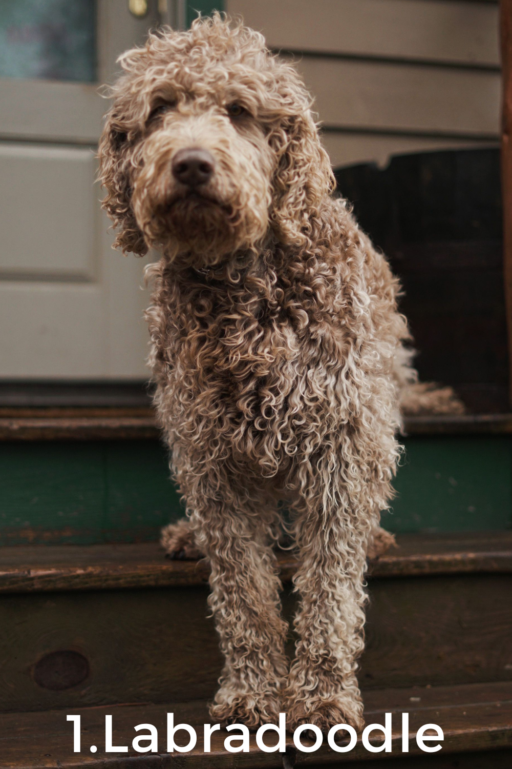 1. Labradoodle - 11+ breeds that look like poodles