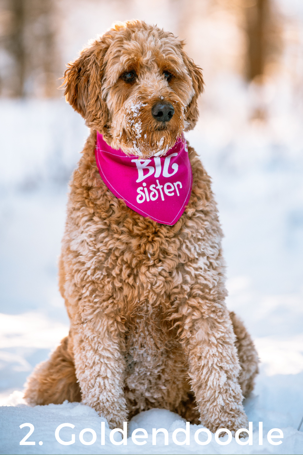 2. Goldendoodle- 11+ breeds that look like poodles