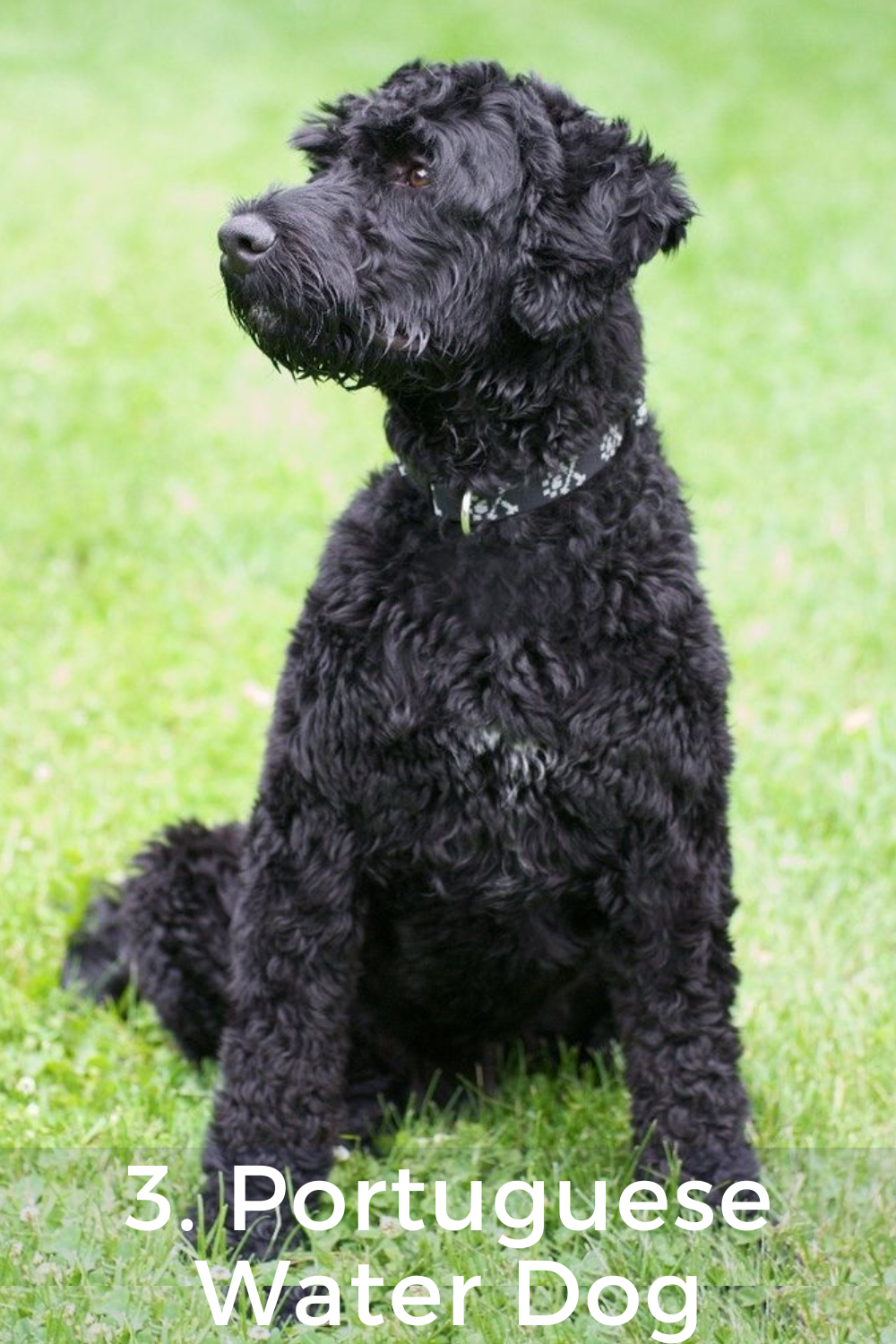 3. Portuguese Water Dog- 11+ breeds that look like poodles