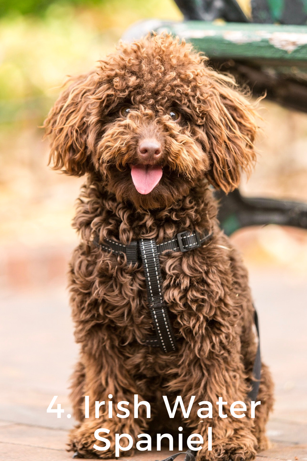 4.-Irish-Water-Spaniel-11-breeds-that-look-like-poodles.