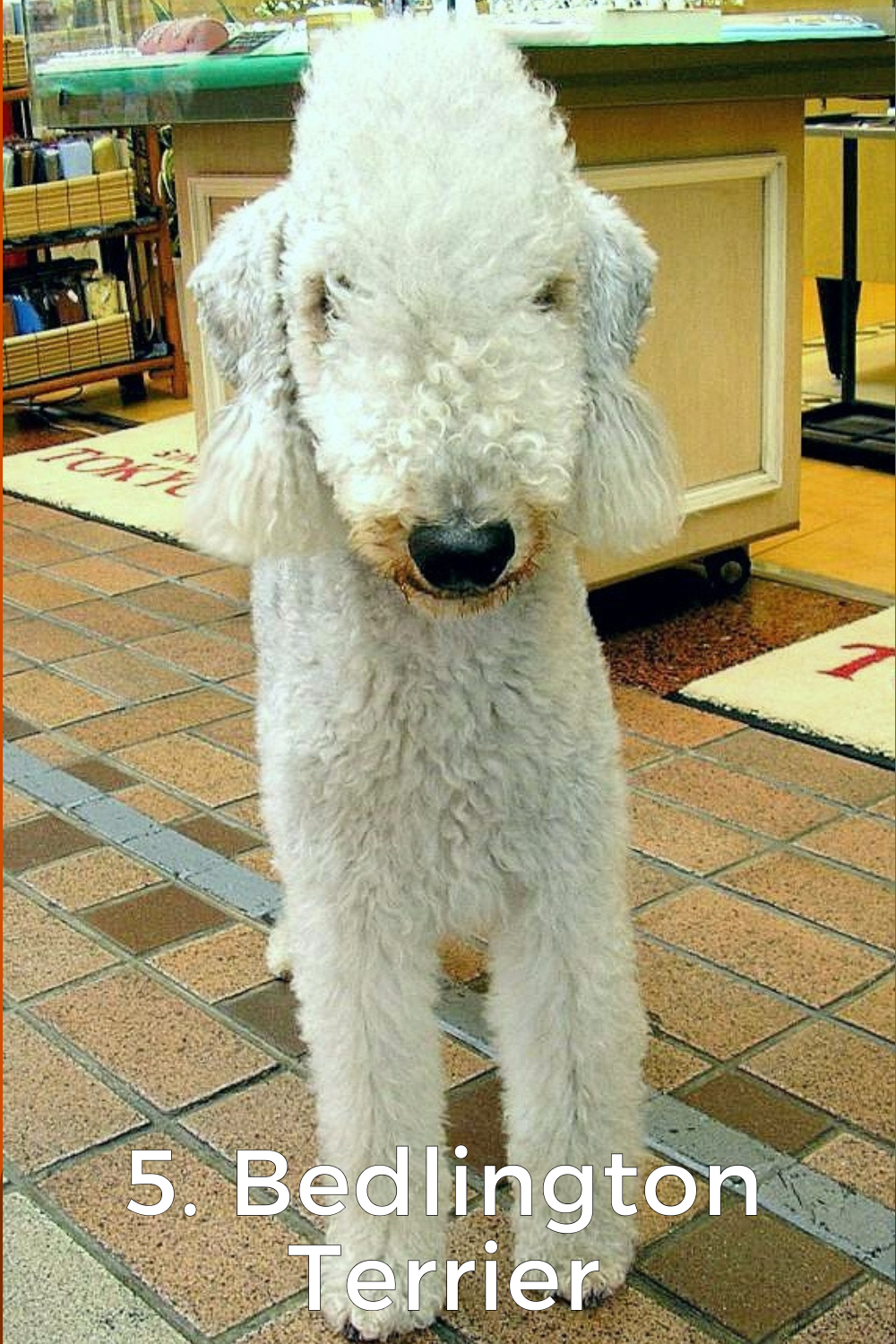 5. Bedlington Terrier- 11+ breeds that look like poodles