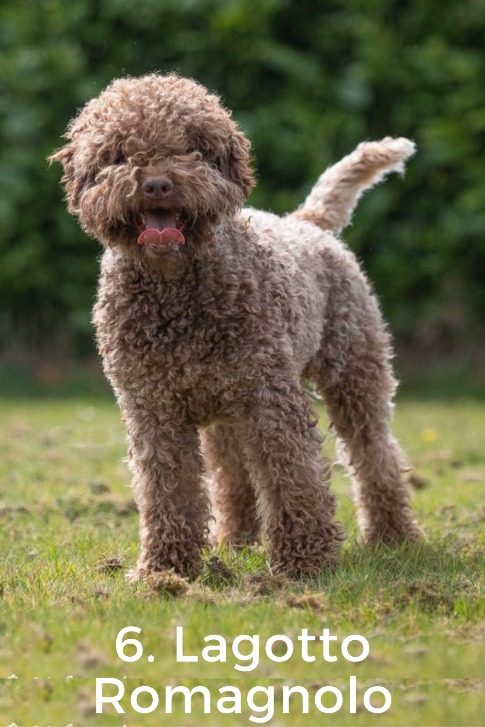 6. Lagotto Romagnolo - 11+ breeds that look like poodles