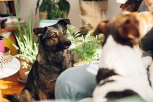 jealous dog watching