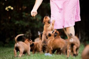 Training puppies