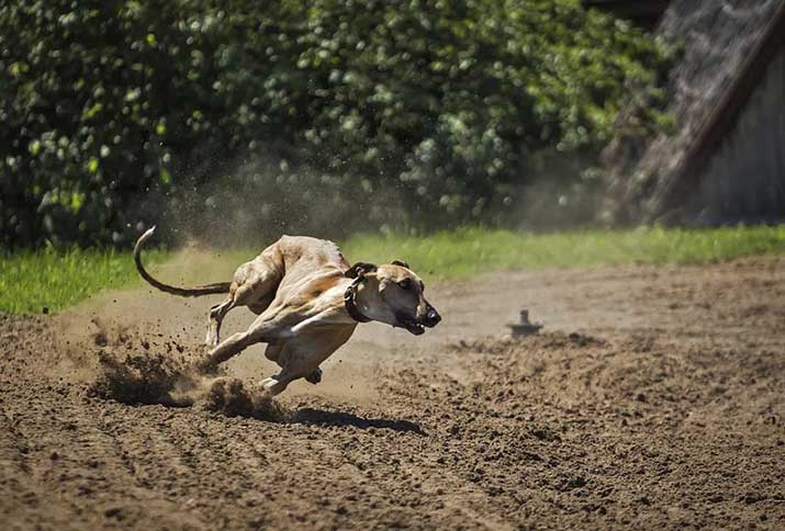fastest dog