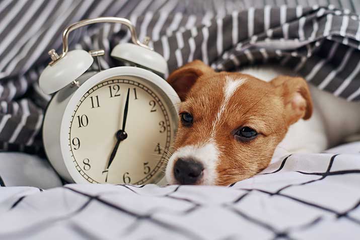 dog sleeps in bed with clock