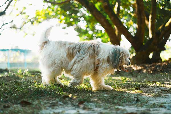 Havanese long haired