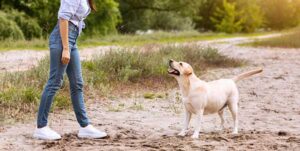 giving command to an obidient dog