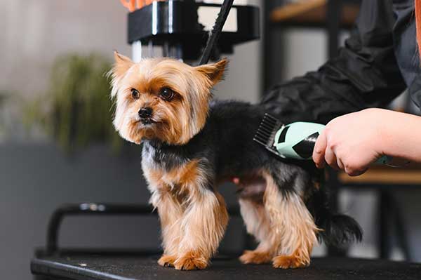 yorkie-haircut-grooming-session