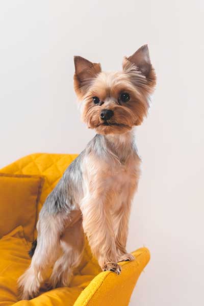 Yorkshire Terrier with a Puppy Cut, featuring a soft, even trim across the body and a rounded face.
