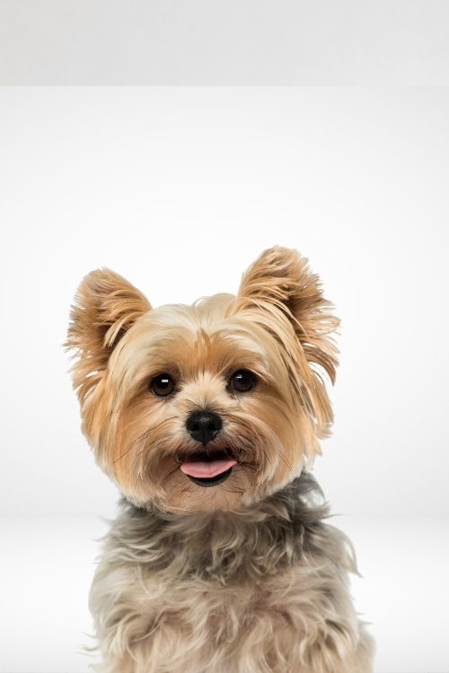 Yorkshire Terrier with a Teddy Bear Cut, featuring a rounded, fluffy face and an evenly trimmed body.