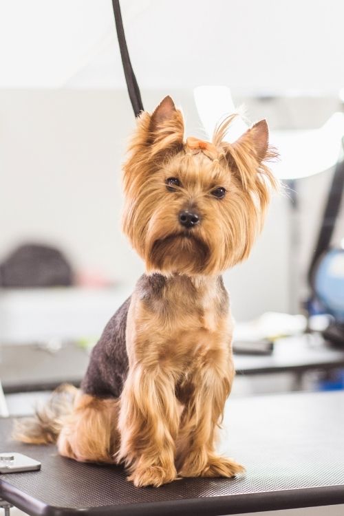 Yorkshire Terrier with a Westie Cut, featuring a rounded head, fuller legs, and neatly trimmed body.