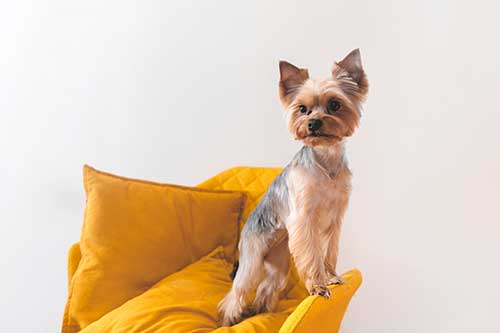 Small Yorkshire Terrier standing confidently on a bright yellow chair, showcasing its compact size and short, neatly groomed coat.

