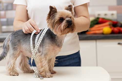 yorkie being measured